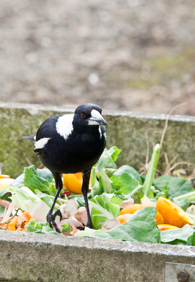 Magpie