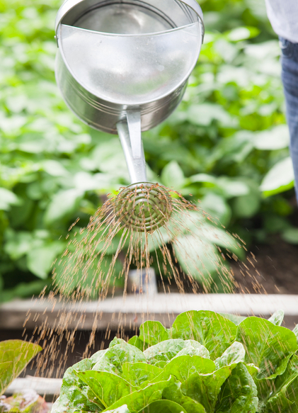 Don’s Tips: Vegies & Nitrogen