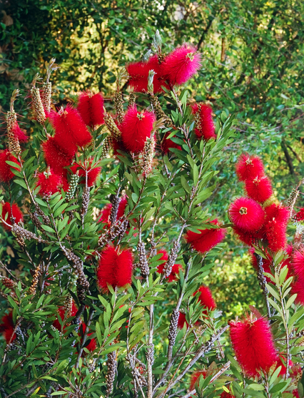 Bottlebrushes