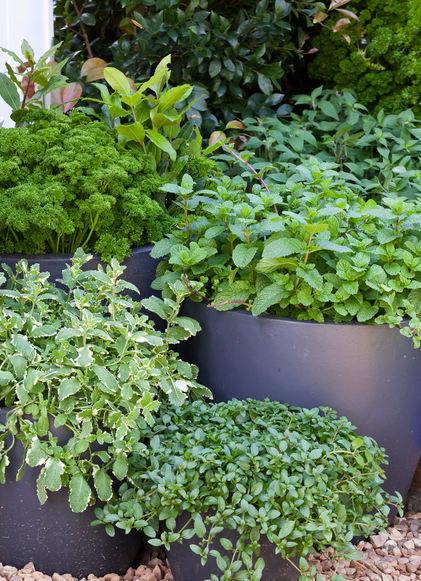 Don’s Tips: Herb Pots