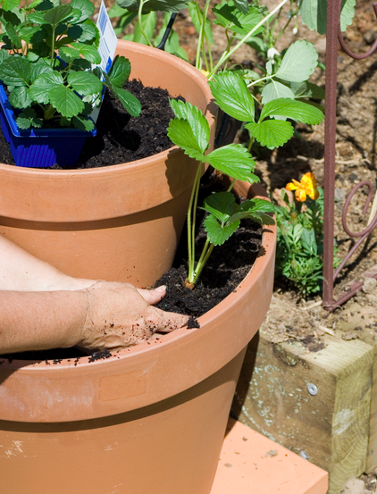 Strawberry Pots