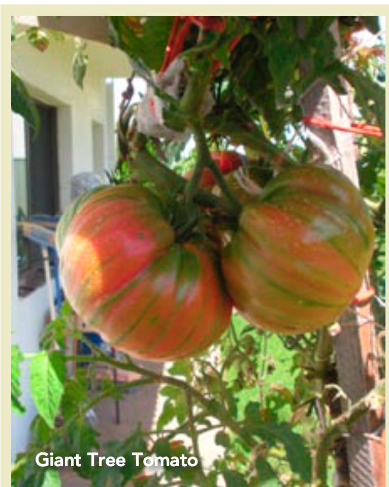 Winter Tomatoes Burke's Backyard