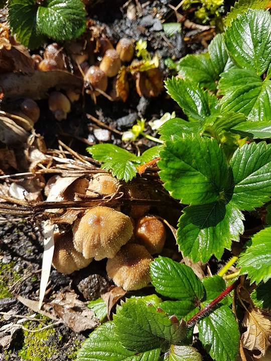 Don’s Expert Answers Second mushroom variety growing in strawberry