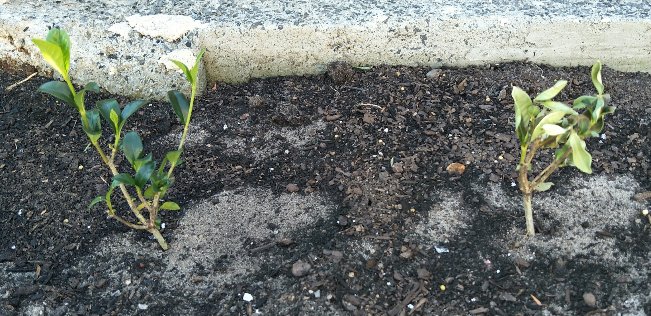 Don’s Expert Answers Drying (young) gardenia Burke's Backyard