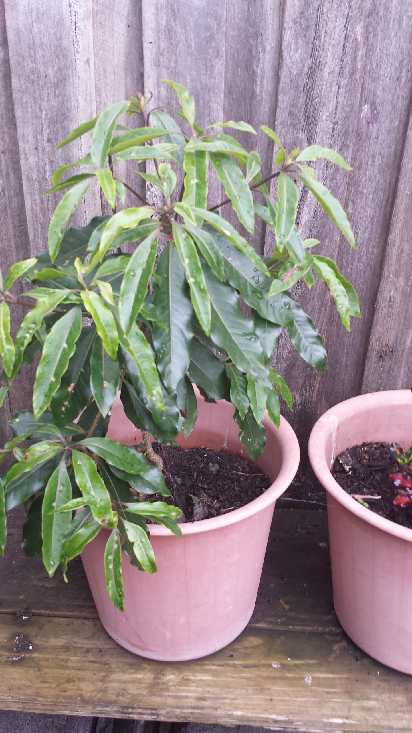 Don’s Expert Answers: Name this plant