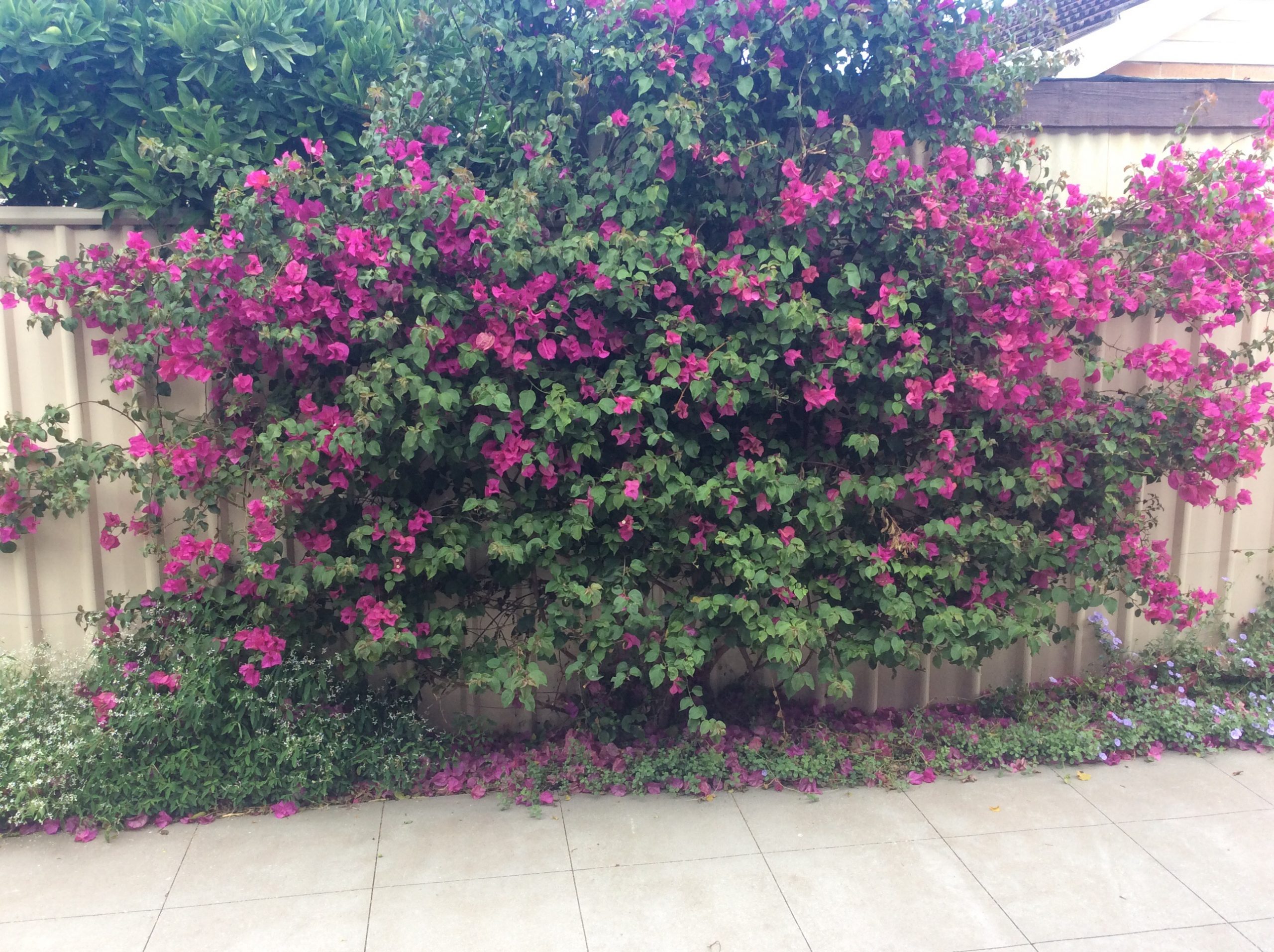 Don’s Expert Answers: Invasive roots query