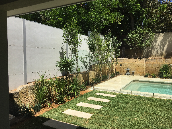 Don’s Expert Answers: Planted evergreen poplar – but have discovered they aren’t actually evergreen