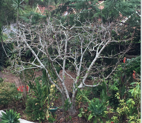 my magnolia tree has no leaves