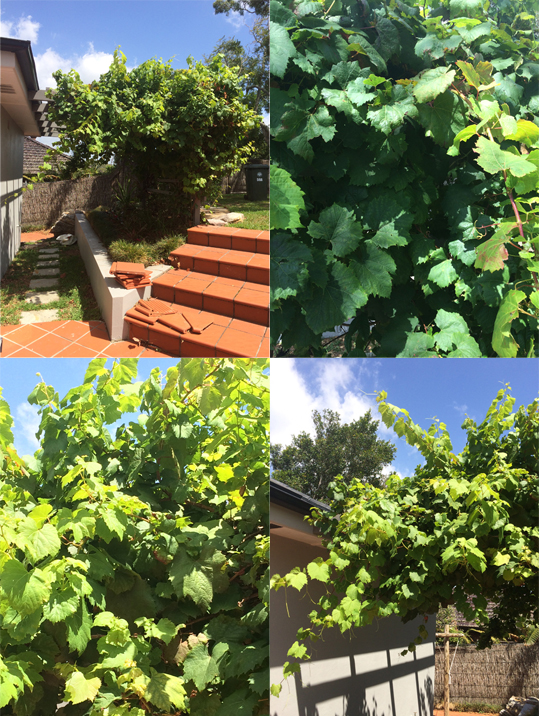 Don S Expert Answers We Have A Grapevine Planted By A Previous
