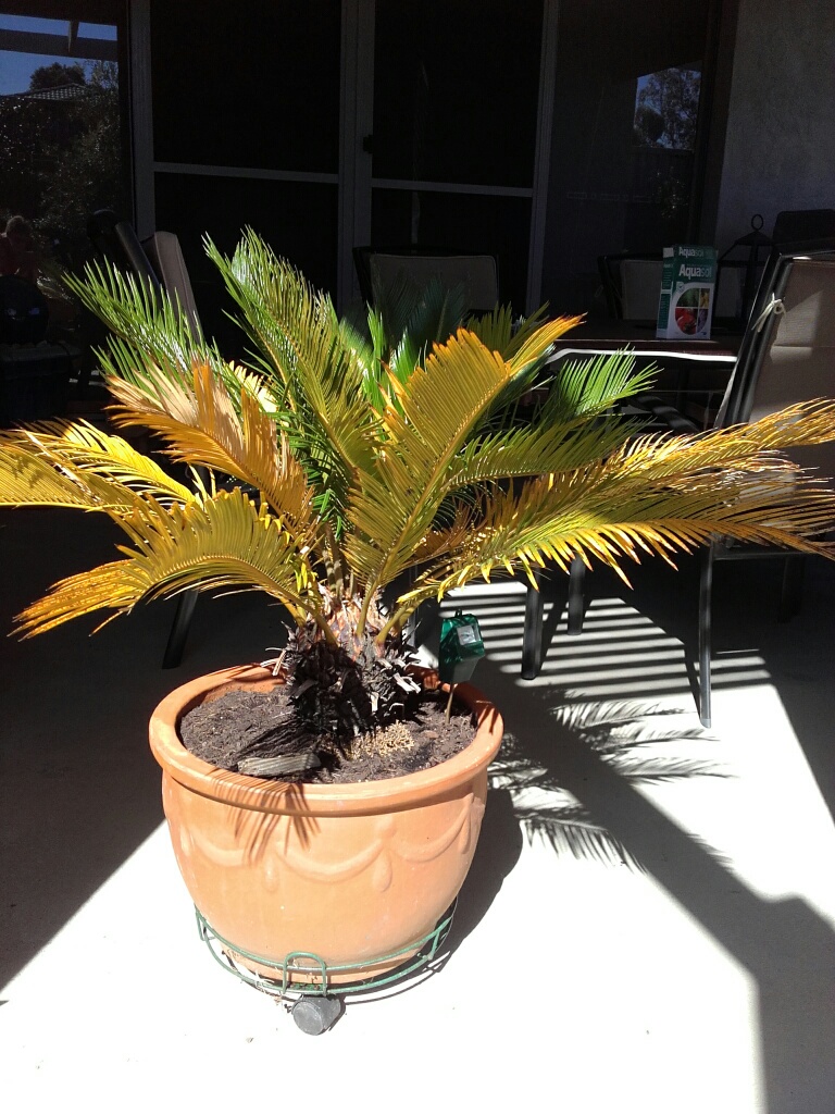 Don’s Expert Answers: Yellowing leaves on old growth and also on new growth.