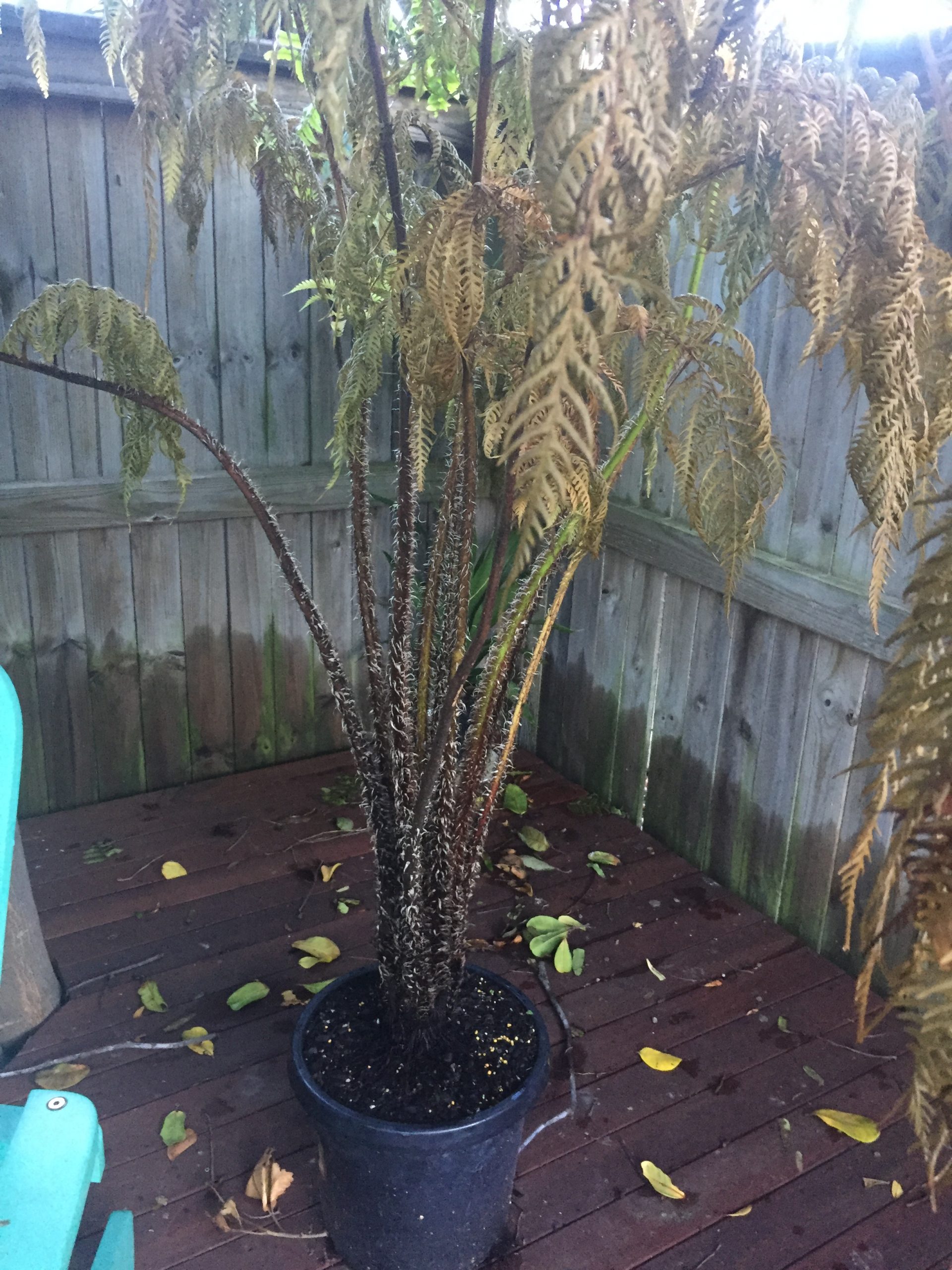Don’s Expert Answers: Recently bought a tree fern, next day still in the pot it cam in, leave started to wither, now one week on everything is brown and it looks dead.