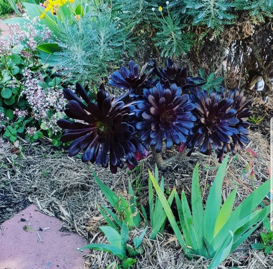 Don’s Expert Answers: Unknown plant/flower