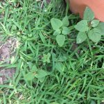 toxic weeds for dogs