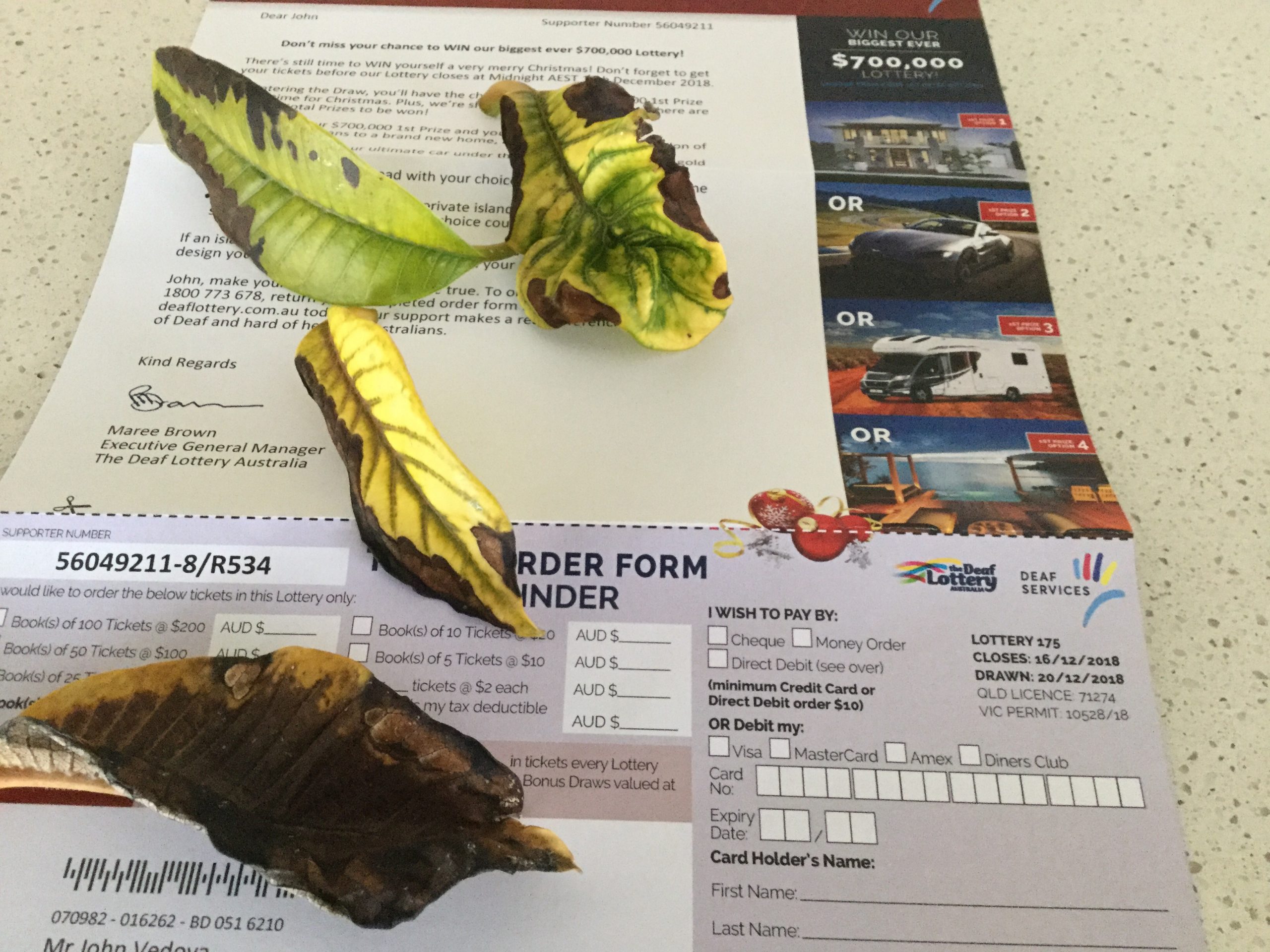 Don’s Expert Answers: Leaves turning black