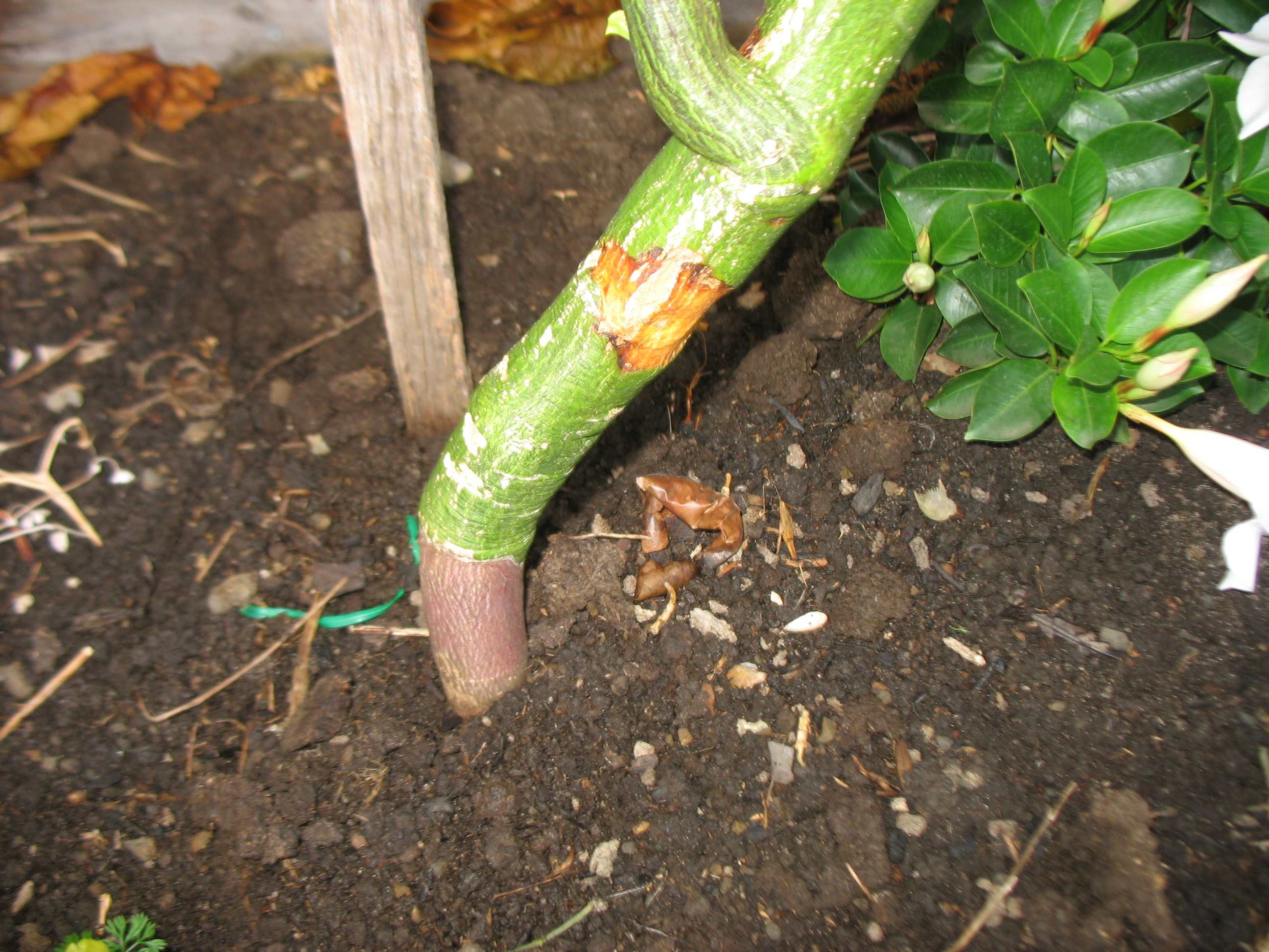 Don’s Expert Answers Passion fruit trunk problem. Burke's Backyard