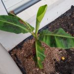 Don’s Expert Answers: Banana plant is browning