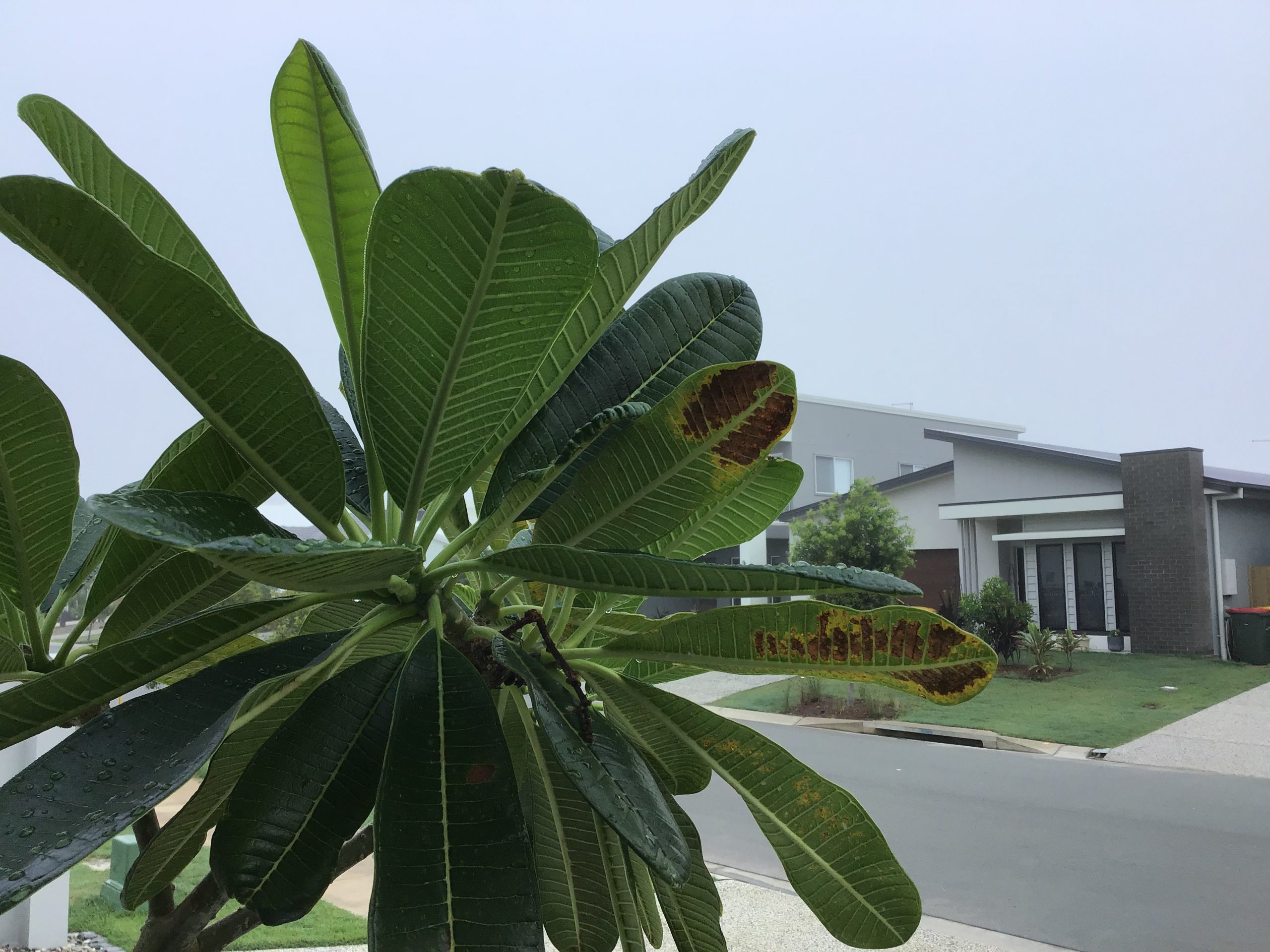 Don’s Expert Answers Frangipani leaves problem Burke's Backyard