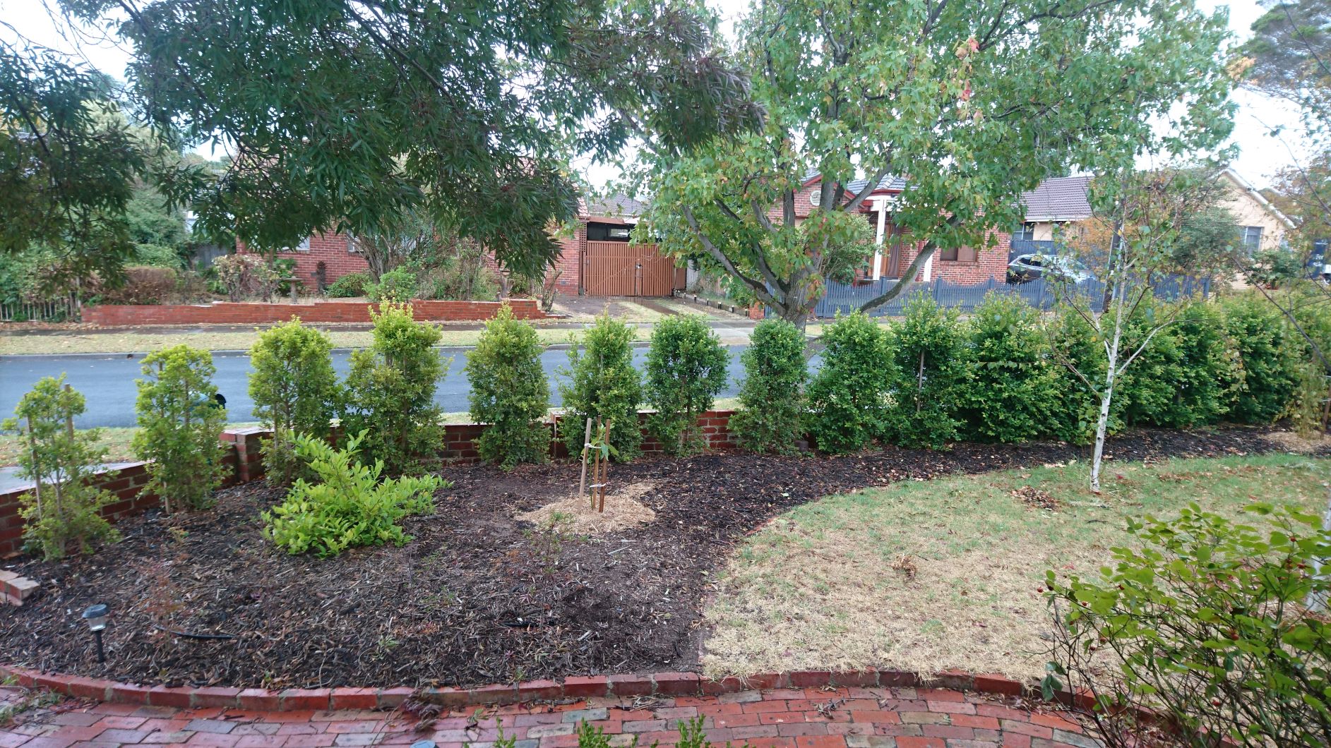 Don S Expert Answers Lilly Pilly Back Yard Bliss Growth Irregular