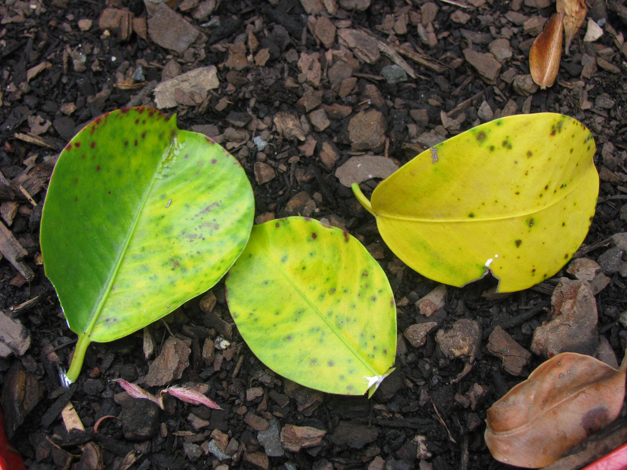 Mandevilla Plant Leaves Falling Off