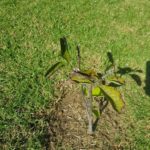 Don’s Expert Answers: Magnolia Tree- Yellow/Brown leaves