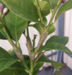Don’s Expert Answers: Lumpy sections at base of stems on Eureka lemon tree