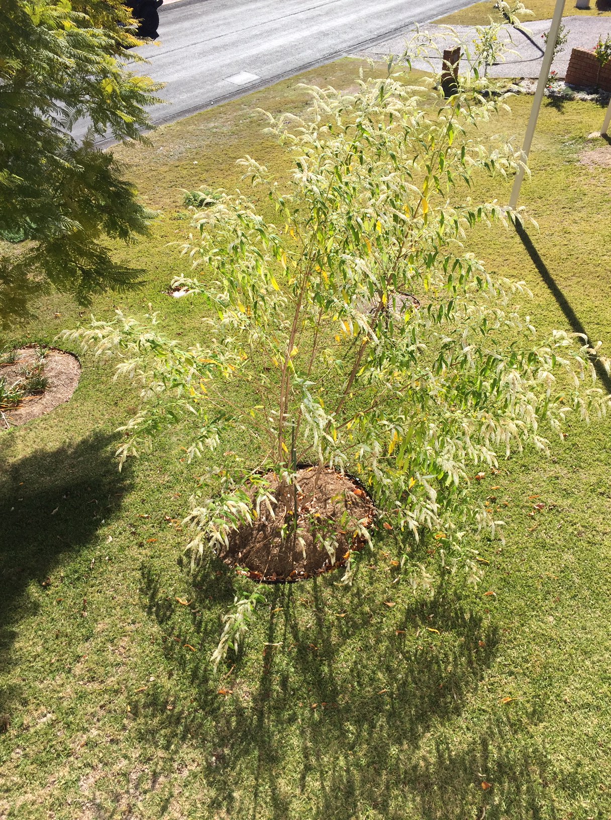 Don’s Expert Answers: When to prune