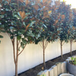 Don’s Expert Answers: Advice on whether I should plant Daphne in between Magnolia trees