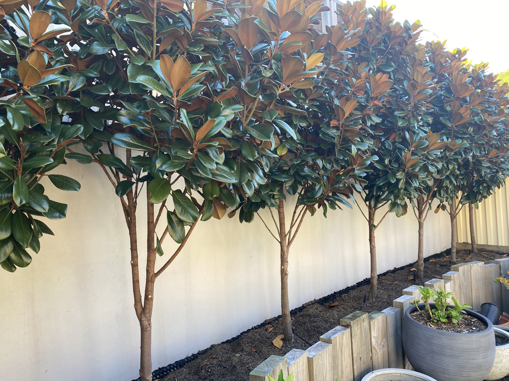 Don’s Expert Answers: Advice on whether I should plant Daphne in between Magnolia trees