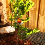 Don’s Expert Answers: I bought a Washington Navel from a nursery, and the leaves were closed, I planted and watered it but the leaves are still closed is there a problem or is this normal for this time of year