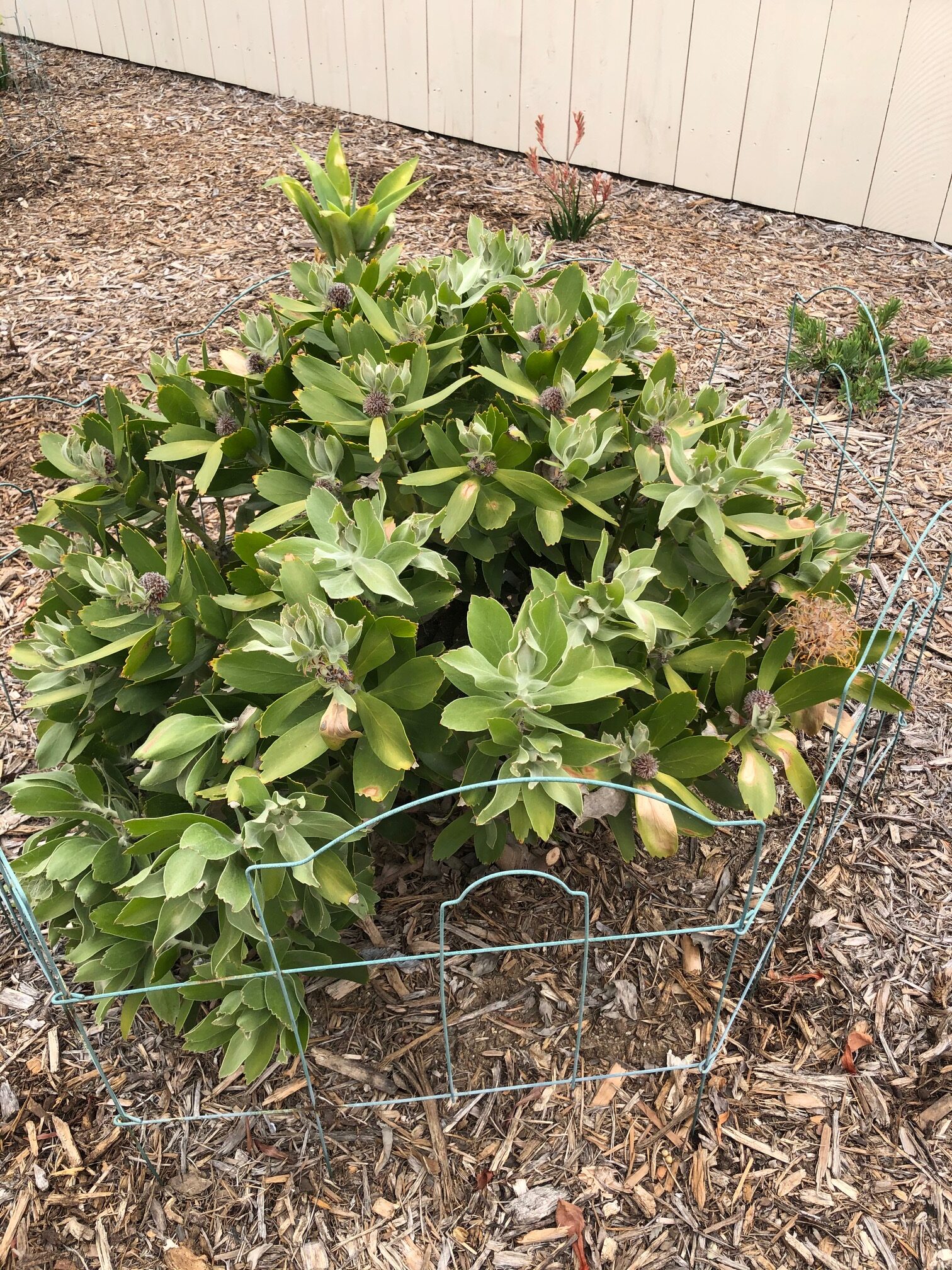 Don’s Expert Answers: didn’t bloom, many small buds