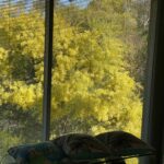 Don's Tips: Winter Wattle