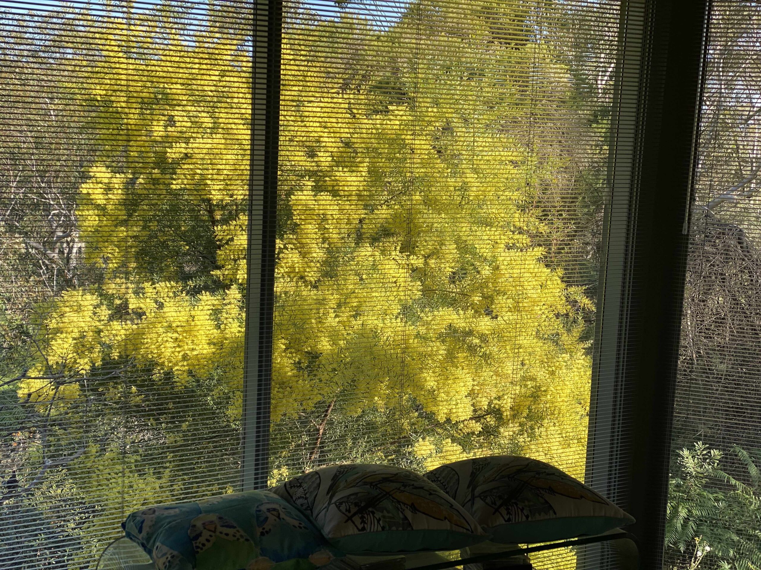 Don’s Tips: Winter Wattle