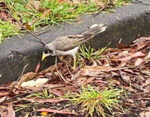 Native Birds Adapting to Man Made Environments