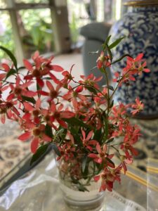 'Red Red Red' -NSW Christmas bush