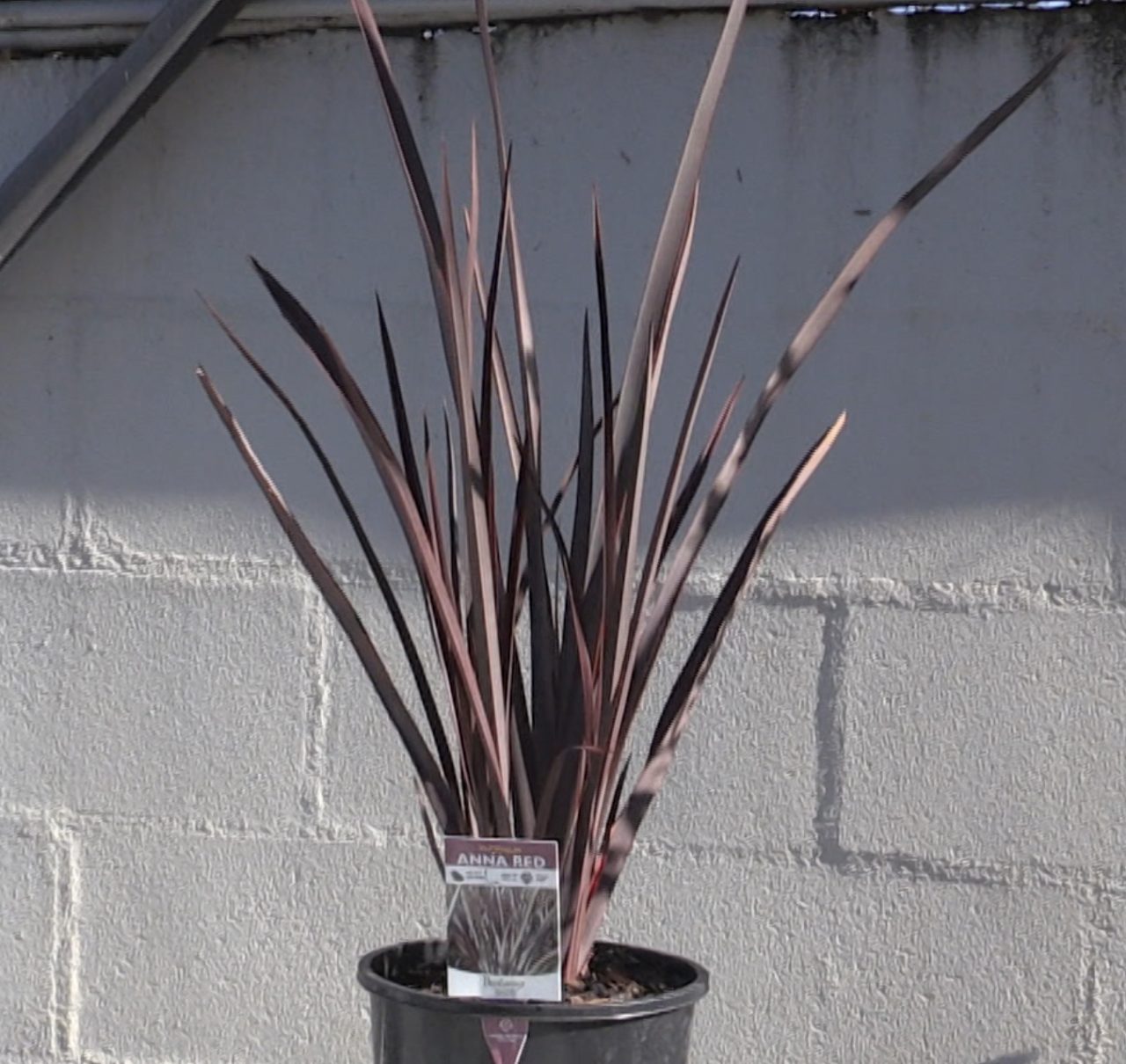 Choosing Plant Colours. Butt Cracks Gardening - Burkes Backyard