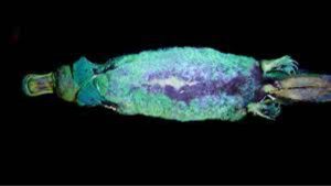 UV Pigment in Budgies, Gouldian Finches, Platypuses, Wombats & Lichens