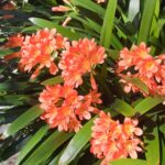 Clivia