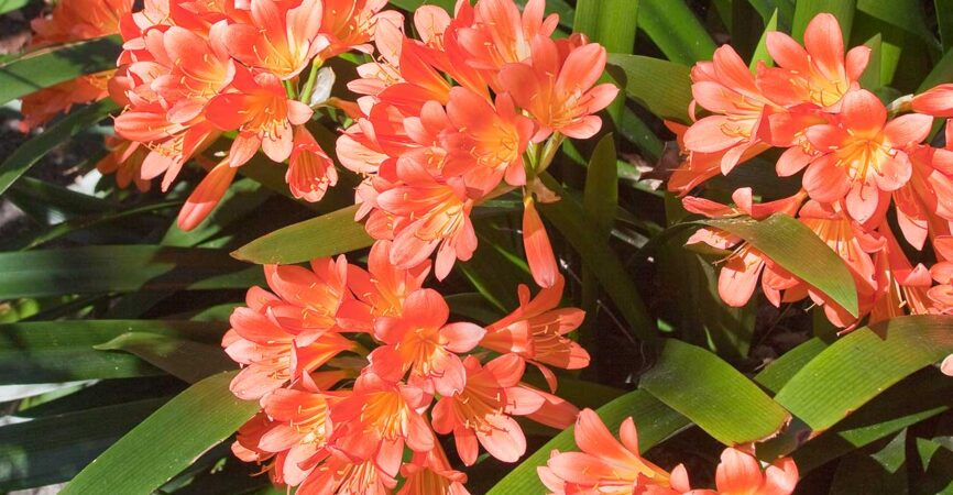 Clivia