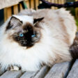 Ragdoll Cats