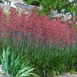 Feature Plants