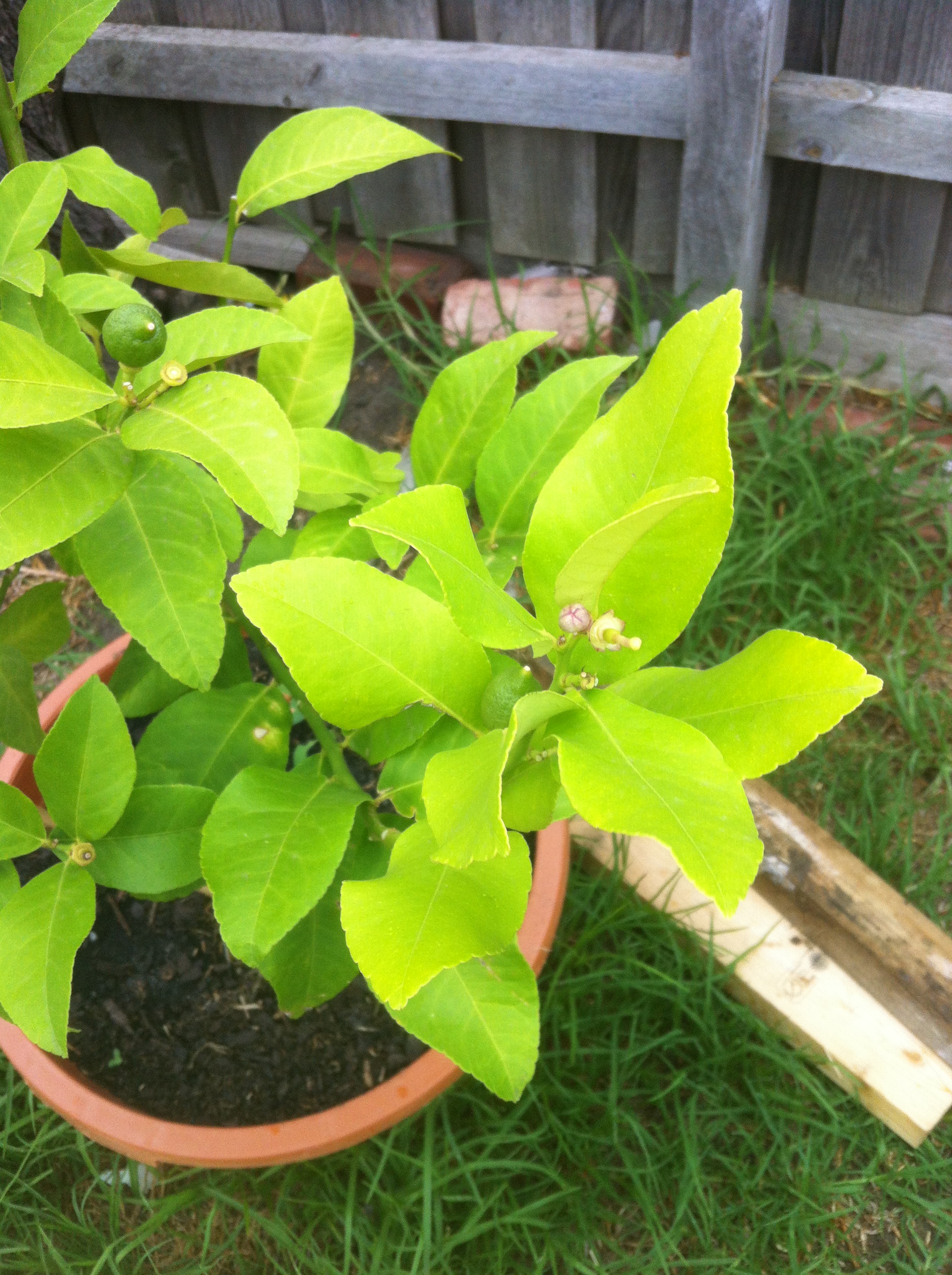 leaves on my lemon tree going yellow Burke