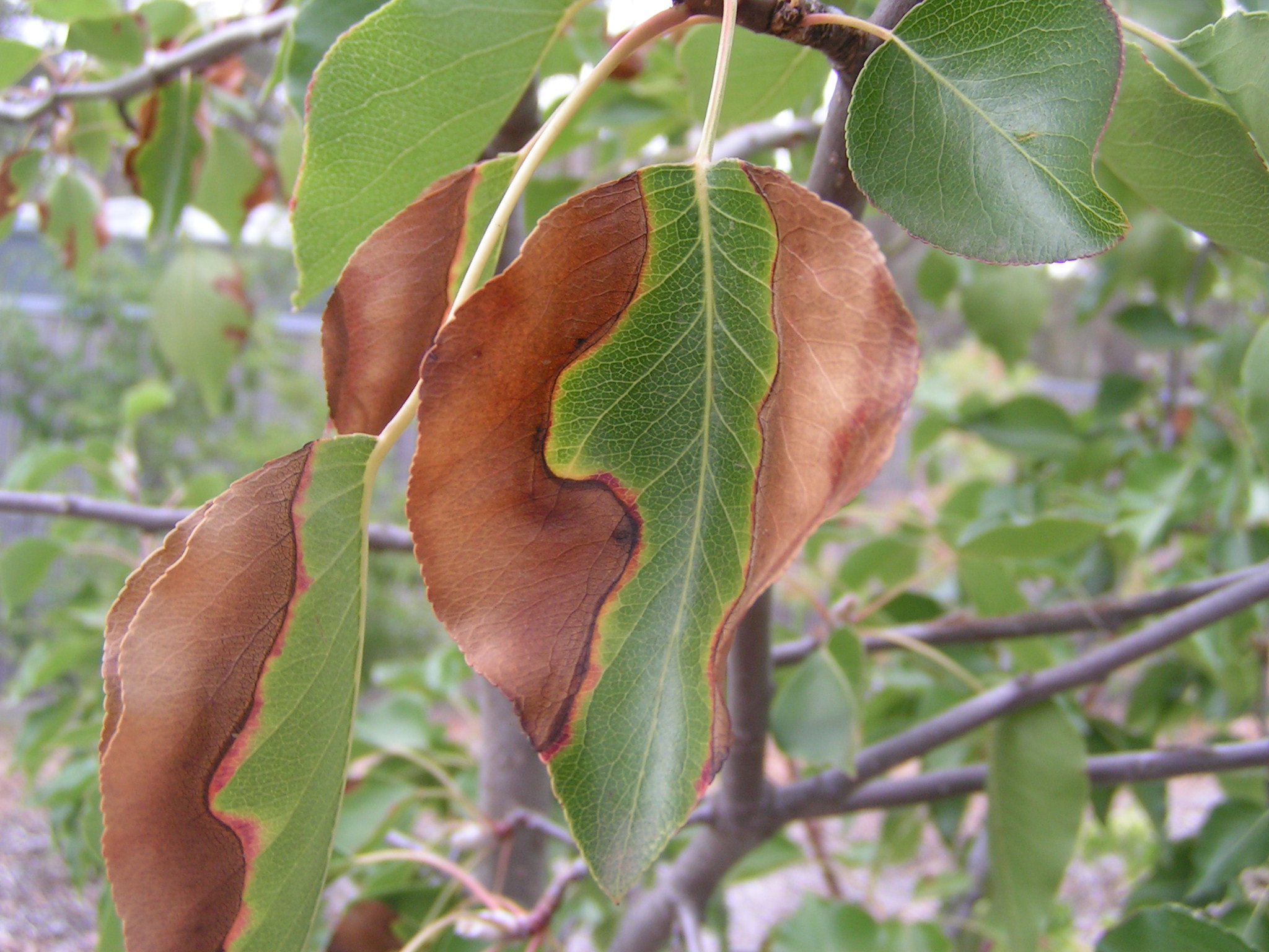 Leaves Appear Burnt Burke's Backyard
