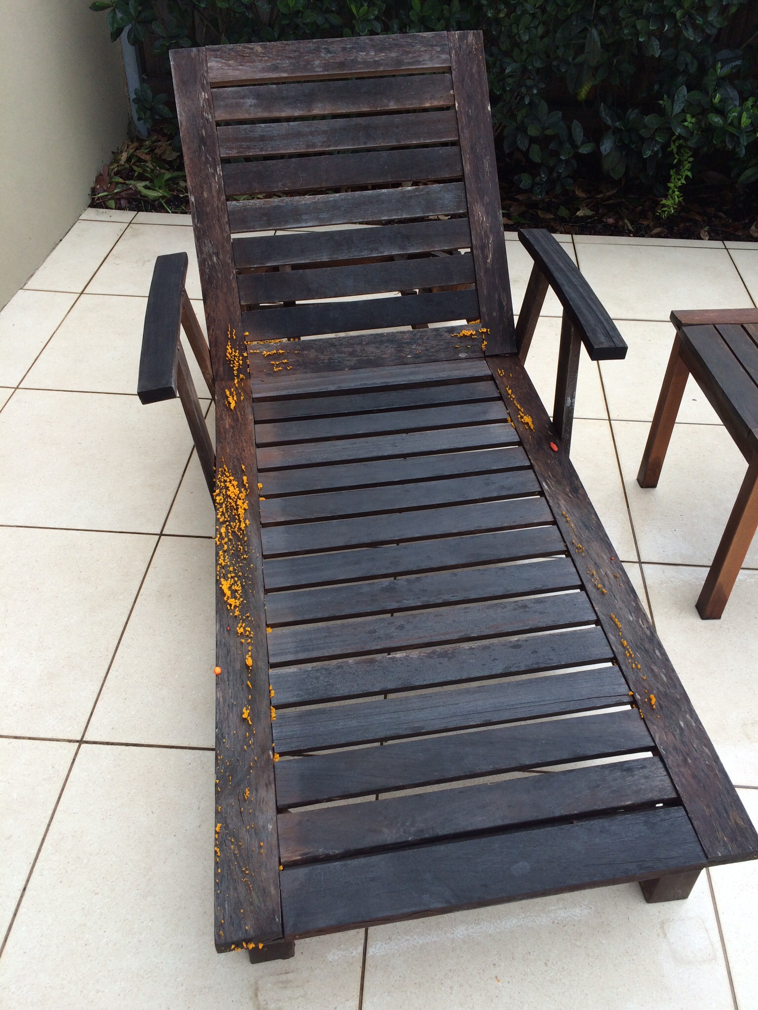 Orange Fungus Appears On Wooden Chairs After Rain Burke's Backyard