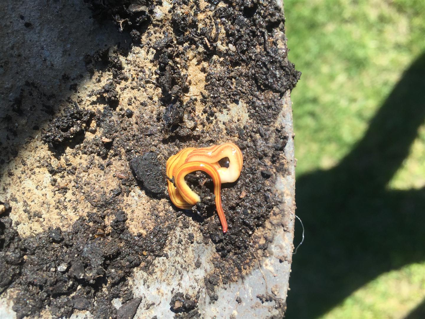 Unknown Worms or Parasites Garden Beds - Burke's Backyard