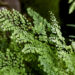 Fern leaves