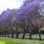Jacaranda trees