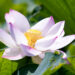 Lotus Flower