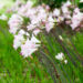 Belladonna Lily
