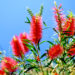 Red callistemon