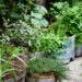 herbs